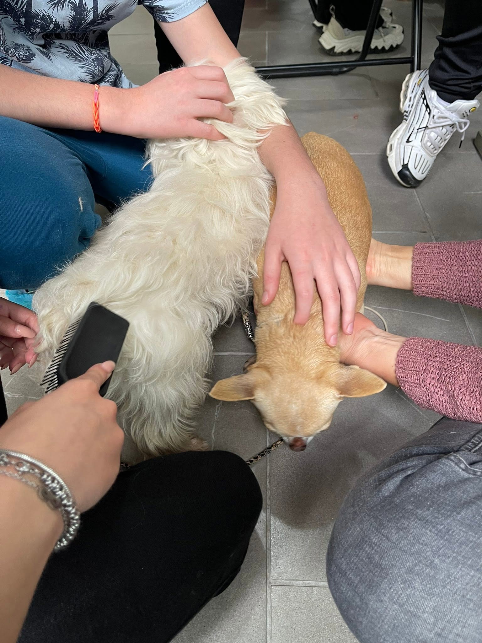 Attività relazionale con due cani e più partecipanti